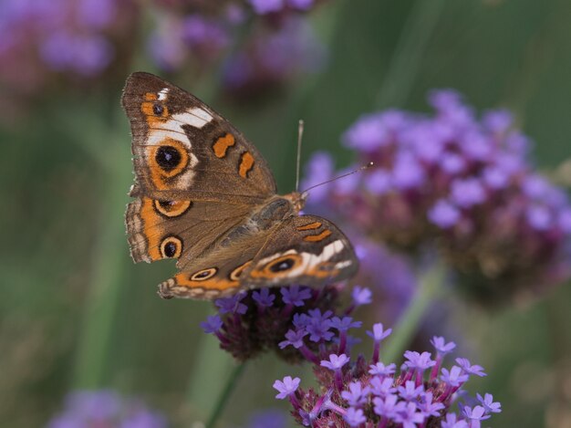 Selektiver Fokusschuss des gesprenkelten Holzschmetterlings auf einer kleinen Blume