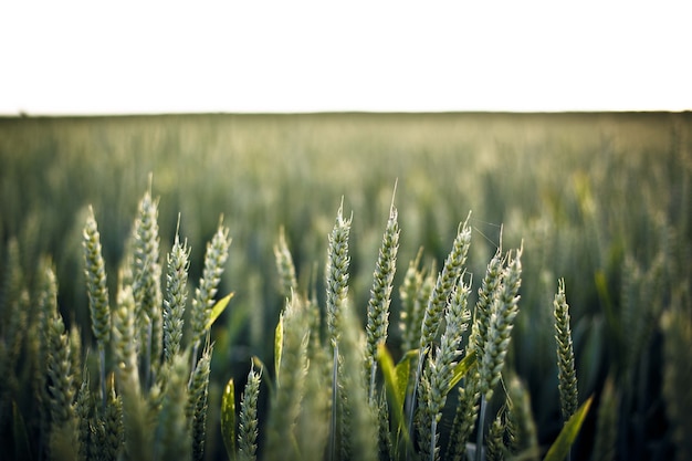 Kostenloses Foto selektiver fokusschuss des grases im feld - perfekt für hintergrund