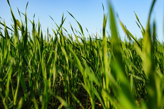 Selektiver Fokusschuss des grünen Pflanzenfeldes unter dem blauen Himmel