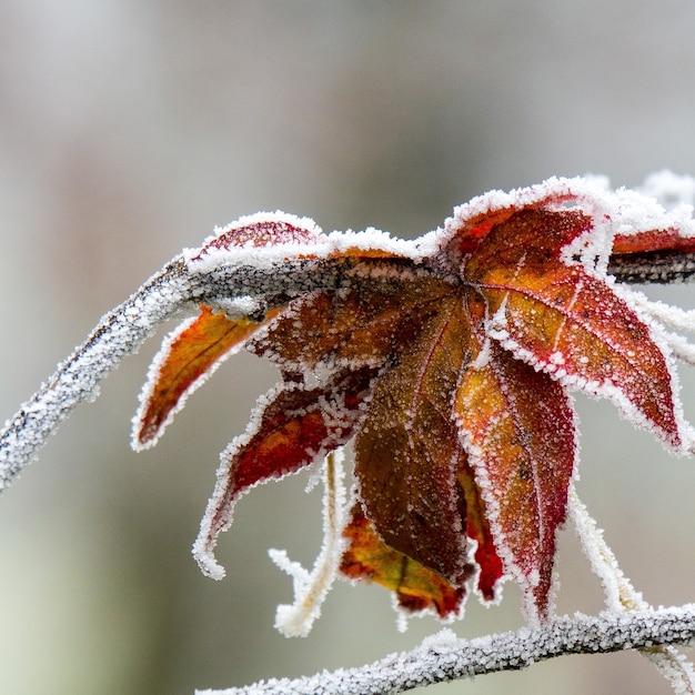 Selektiver Fokusschuss des schönen Herbstlaubs bedeckt mit Frost mit einem verschwommenen Hintergrund