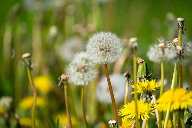 Selektiver Fokusschuss des weißen und gelben Löwenzahns im Garten