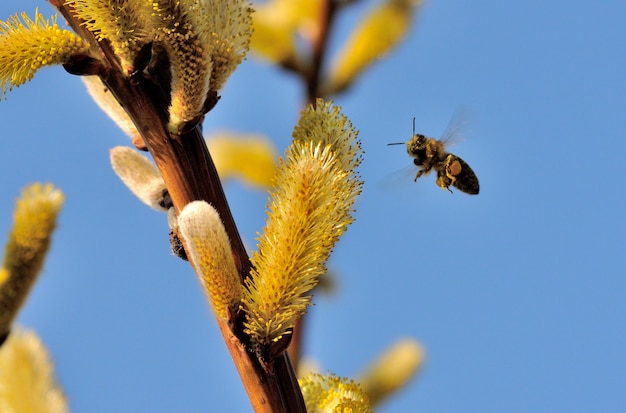 Selektiver Fokusschuss einer Biene, die sich dem Pollen eines Weidenkätzchens nähert