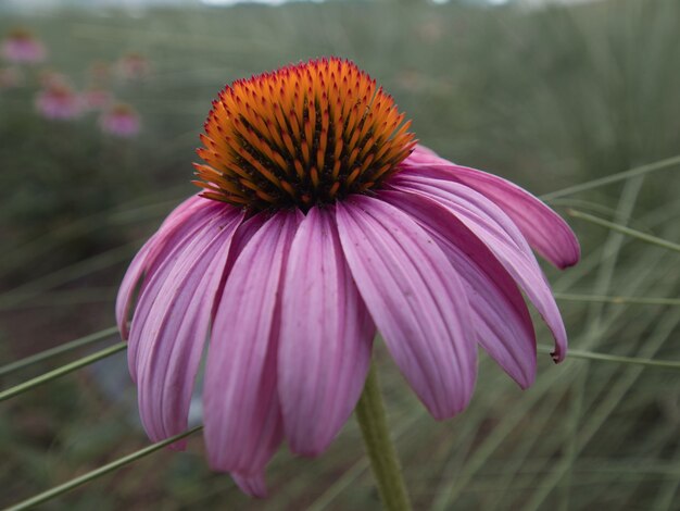 Selektiver Fokusschuss einer Echinacea-Blume, die im Garten blüht