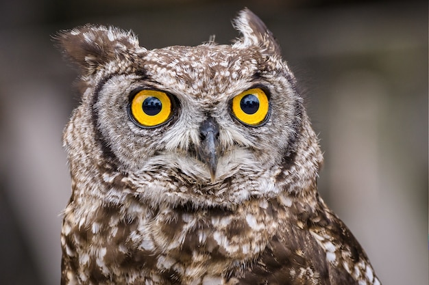 Selektiver Fokusschuss einer Eule mit großen gelben Augen