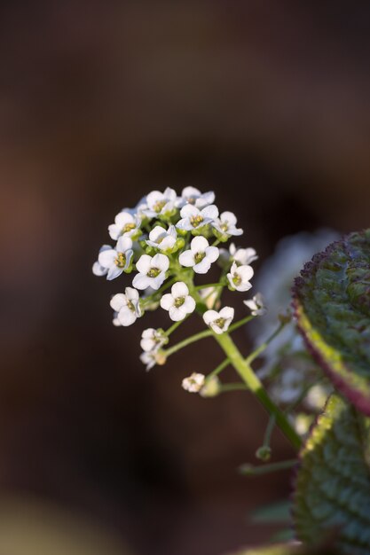 Selektiver Fokusschuss einer frischen weißen Blume im Wald mit einem unscharfen Hintergrund