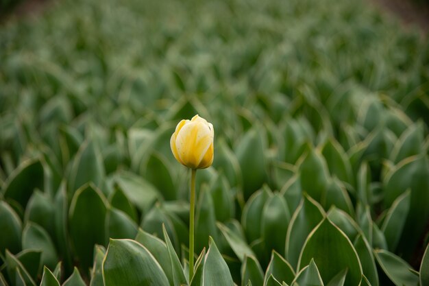 Selektiver Fokusschuss einer gelben Blume, umgeben von grünen Blättern