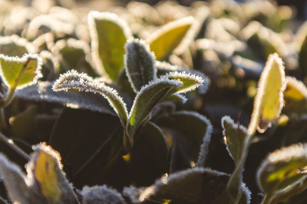 Selektiver Fokusschuss einer grünen Pflanze in einem Feld während des Frühlings