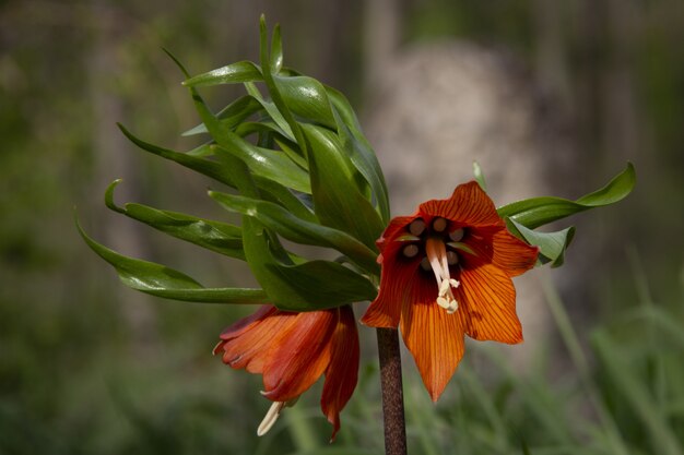 Selektiver Fokusschuss einer herrlichen Kronkaiserblume