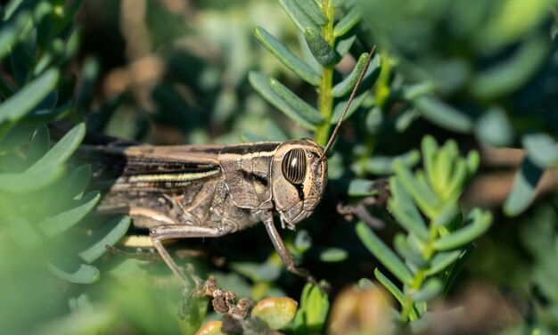 Selektiver Fokusschuss einer Heuschrecke mit weißem Band inmitten der Vegetation in der maltesischen Landschaft