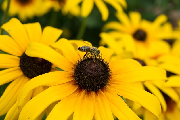 Selektiver Fokusschuss einer Honigbiene, die auf einer Sonnenblume sitzt