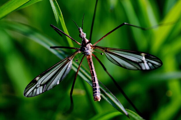 Selektiver Fokusschuss einer Kranfliege auf einer grünen Pflanze in der Natur in Twente, die Niederlande