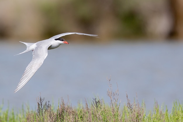 Selektiver Fokusschuss einer Küstenseeschwalbe, die über den Fluss fliegt