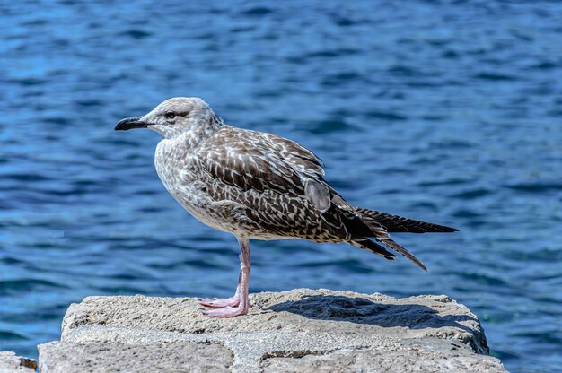 Selektiver Fokusschuss einer Möwe, die auf einem Felsen thront