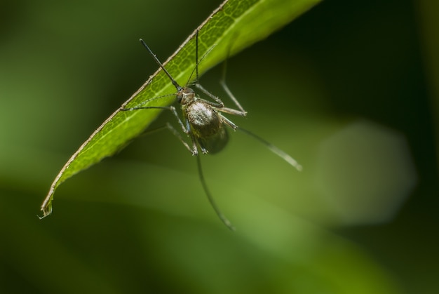 Selektiver Fokusschuss einer Mücke, die auf einem grünen Gras ruht