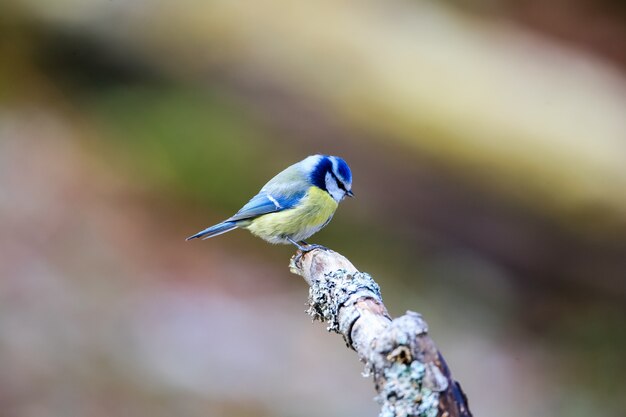 Selektiver Fokusschuss einer niedlichen blauen Schwalbe, die auf einem Holzstab mit einem unscharfen Hintergrund sitzt