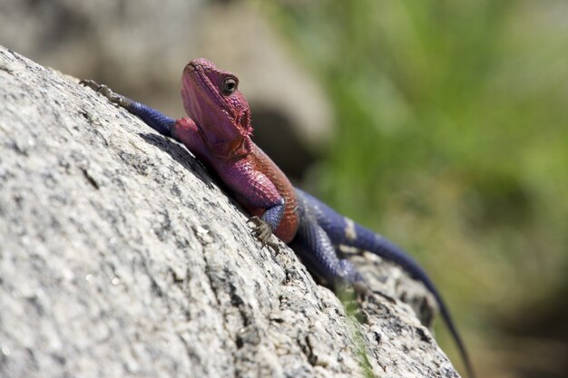 Selektiver Fokusschuss einer roten und blauen Agama-Eidechse, die einen Felsen klettert