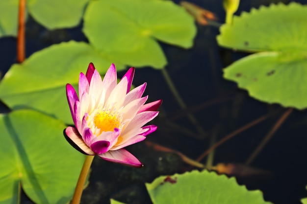 Selektiver Fokusschuss einer schönen lila Seerose auf einem Teich