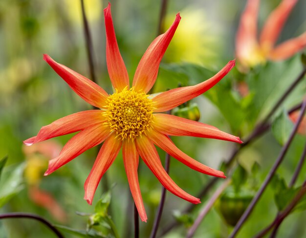 Selektiver Fokusschuss einer schönen Sterndahlienblume mit unscharfem Hintergrund