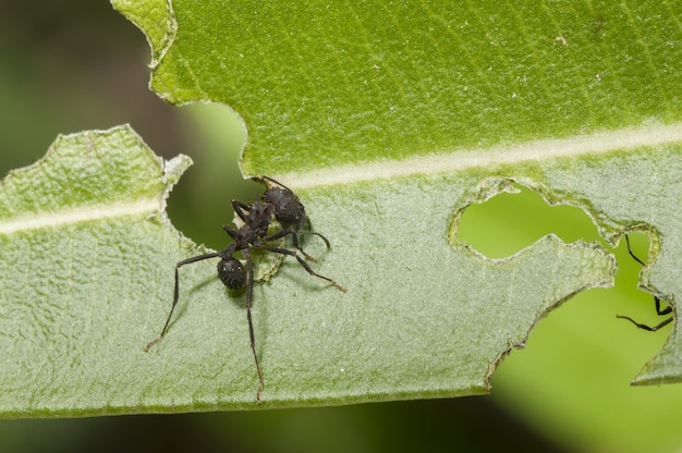 Selektiver Fokusschuss einer schwarzen Spinne, die auf dem grünen Blatt sitzt und es isst