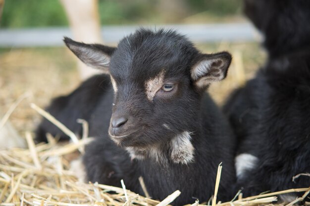 Selektiver Fokusschuss einer schwarzen Ziege