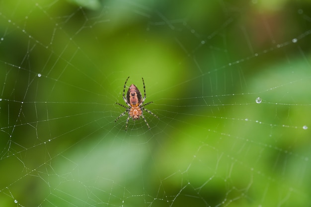 Selektiver Fokusschuss einer Spinne in einem Netz mit einem unscharfen Hintergrund