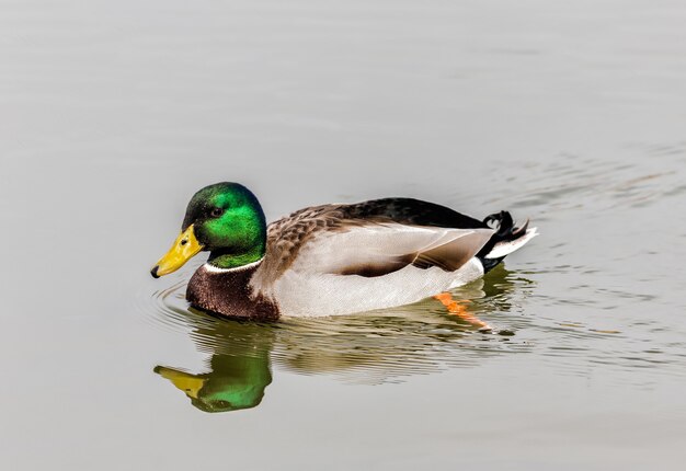 Selektiver Fokusschuss einer Stockente, die in einem Teich schwimmt