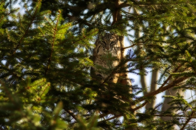 Selektiver Fokusschuss einer Wildkatze auf einem Ast