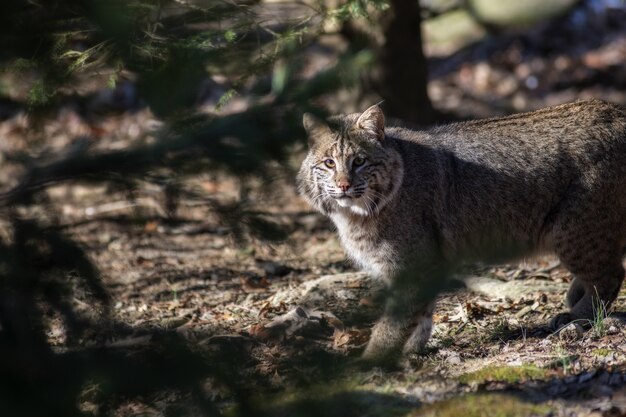 Selektiver Fokusschuss einer Wildkatze, die schaut