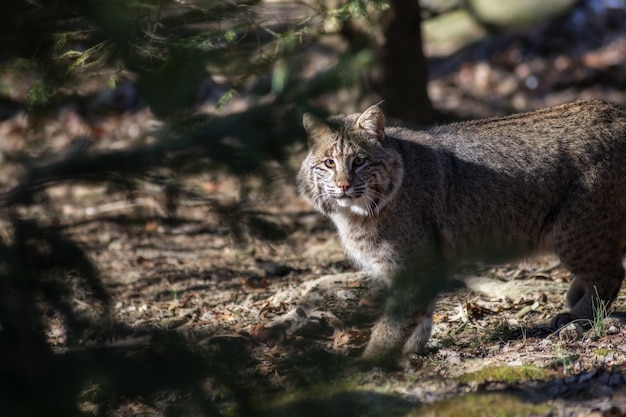 Selektiver Fokusschuss einer Wildkatze, die schaut