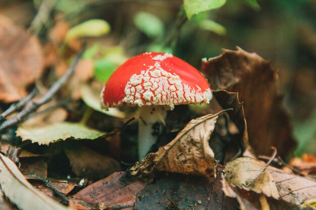 Selektiver Fokusschuss eines Amanita Muscaria-Pilzes in Thornecombe Woods, Dorchester, Dorset, Großbritannien