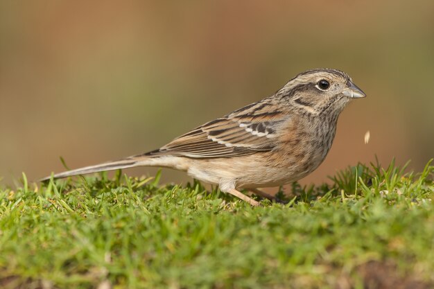 Selektiver Fokusschuss eines Ammervogels, der auf dem Gras mit einem unscharfen Hintergrund sitzt