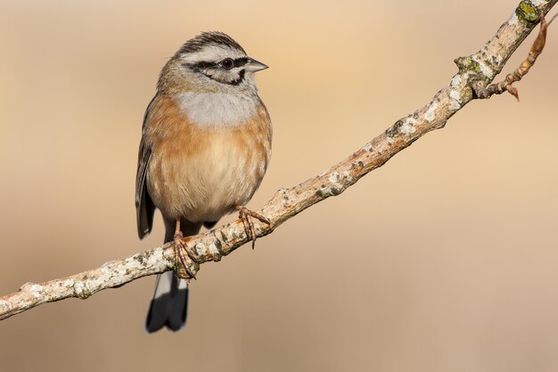 Selektiver Fokusschuss eines Ammervogels, der auf einem Zweig mit einem unscharfen Hintergrund thront