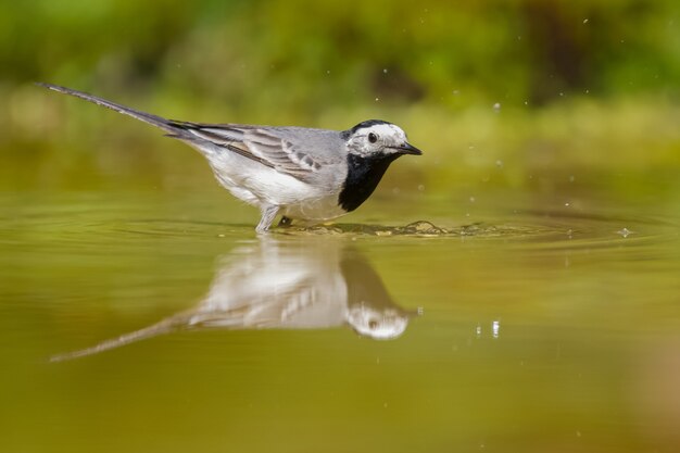 Selektiver Fokusschuss eines Bachstelzenvogels auf dem Wasser bei Tageslicht