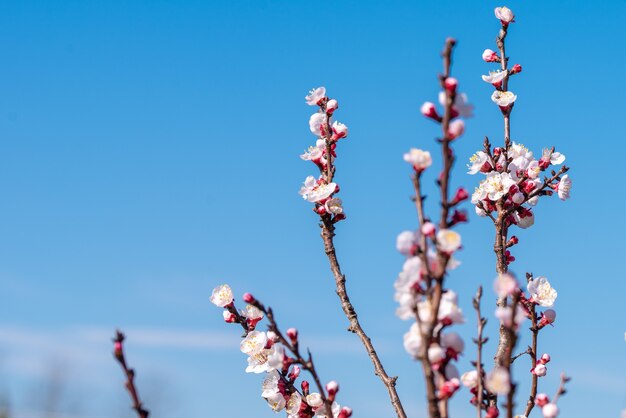 Selektiver Fokusschuss eines blühenden Aprikosenbaums mit einem klaren blauen Himmel