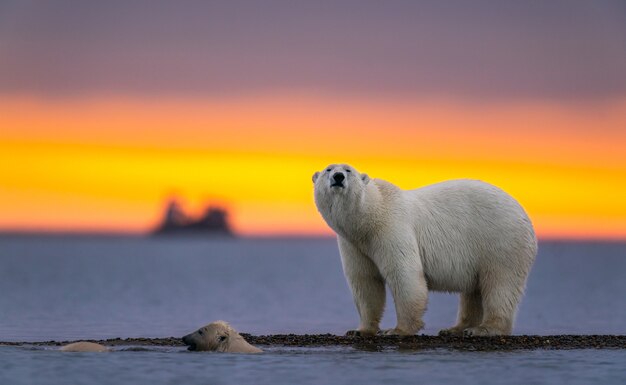 Selektiver Fokusschuss eines Eisbären bei Sonnenuntergang