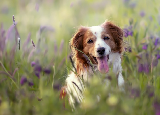 Selektiver Fokusschuss eines entzückenden Kooikerhondje-Hundes in einem Feld