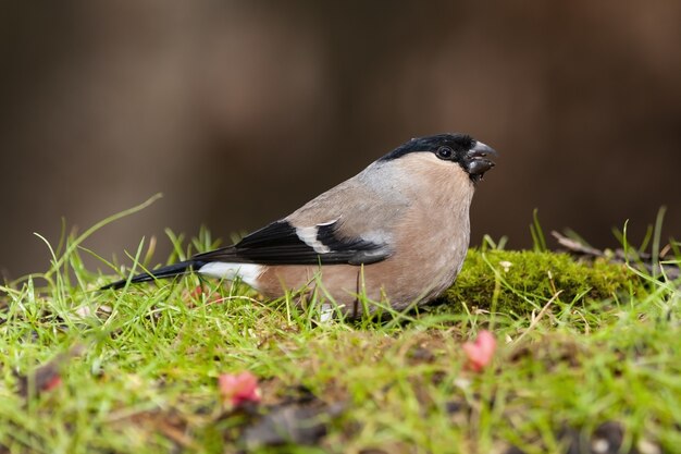 Selektiver Fokusschuss eines exotischen schwarzen und braunen Vogels, der auf einem grasbedeckten Feld sitzt