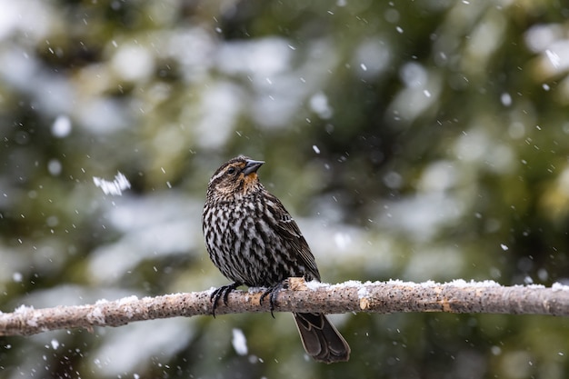 Selektiver Fokusschuss eines exotischen Vogels auf dem dünnen Ast eines Baumes unter dem Schnee