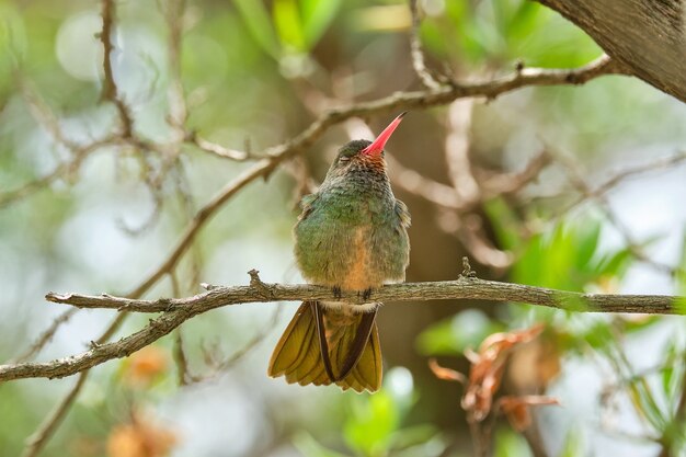 Selektiver Fokusschuss eines exotischen Vogels, der auf einem Ast sitzt