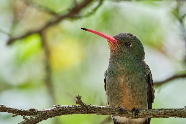 Selektiver Fokusschuss eines exotischen Vogels mit einer grünen Unschärfe