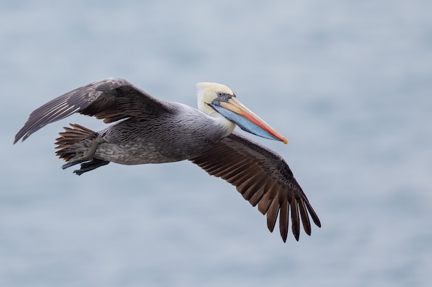 Selektiver Fokusschuss eines fliegenden Pelikans