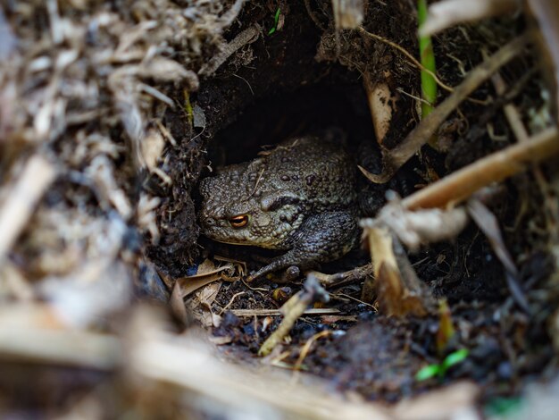 Selektiver Fokusschuss eines Frosches in einem Wald