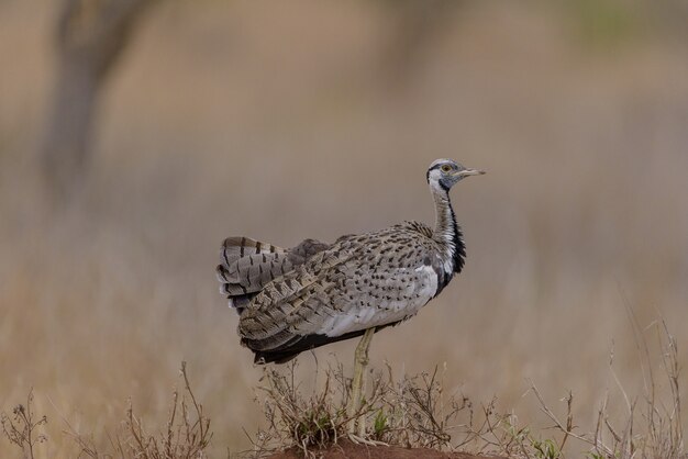 Selektiver Fokusschuss eines Geflügelvogels, der auf dem grasbedeckten Feld geht