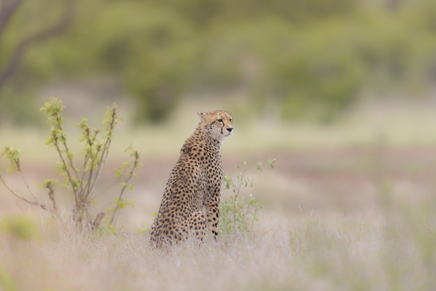 Selektiver Fokusschuss eines Geparden, der in einem trockenen Grasfeld sitzt, während er sich umsieht