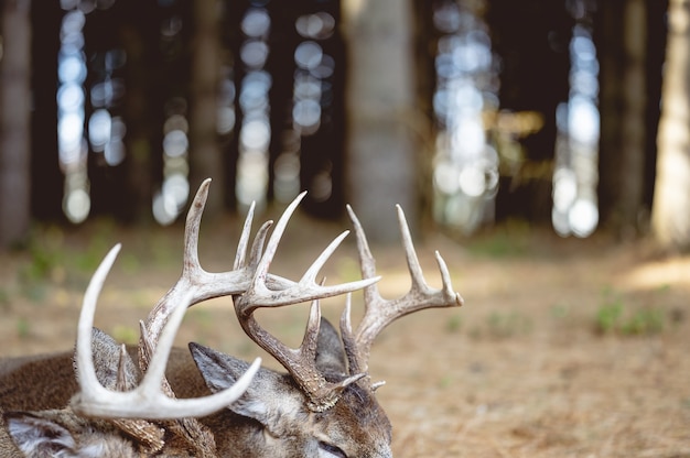 Selektiver fokusschuss eines geweihs auf einem hirsch im wald