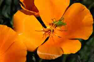 Kostenloses Foto selektiver fokusschuss eines grünen insekts auf goldener mohnblume