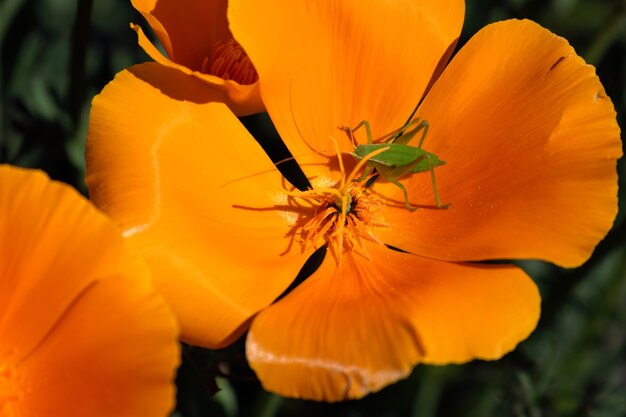 Selektiver Fokusschuss eines grünen Insekts auf goldener Mohnblume