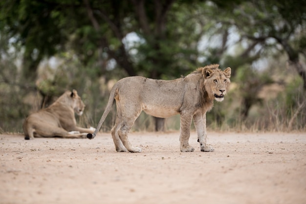 Selektiver Fokusschuss eines jungen männlichen Löwen, der auf dem Boden steht