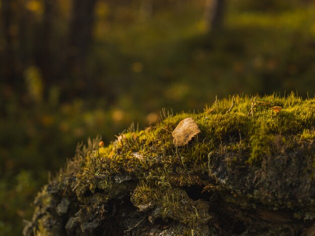 Selektiver Fokusschuss eines kleinen gelben Herbstblattes, das auf den moosigen Stein gefallen ist