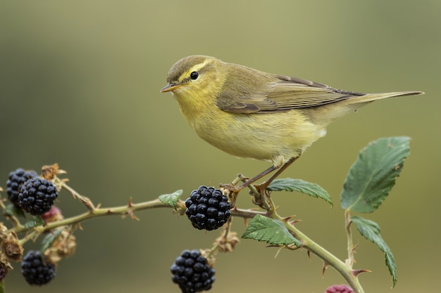 Selektiver Fokusschuss eines kleinen Kanarienvogels, der auf dem Ast eines Beerenbaums sitzt